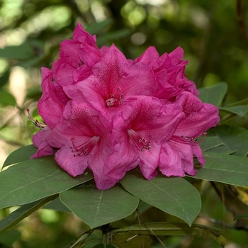 Rhododendron 'Anna Rose Whitney'