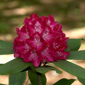 Rhododendron thomsonii hybrid 'Bagshot Ruby' 