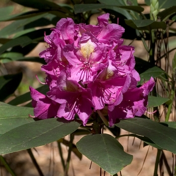 Rhododendron Shammarello hybrid 'Besse Howells'