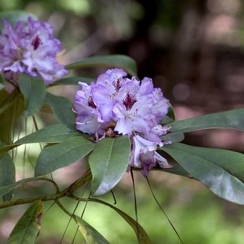 Rhododendron catawbiense 'Blue Ensign'