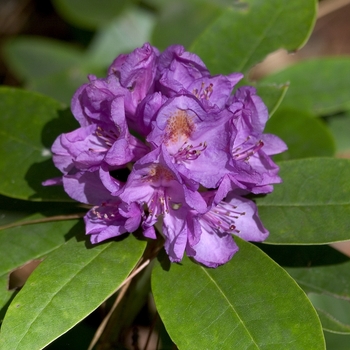 Rhododendron catawbiense 'Boursalt' 