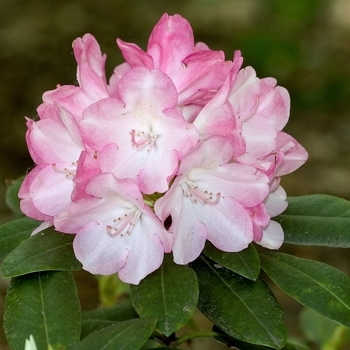 Rhododendron 'Fantastica' 