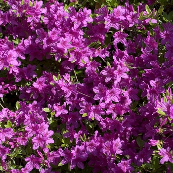 Rhododendron Gable Hybrid 'Herbert'