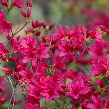 Rhododendron Kurume Hybrid 'Hino-Crimson' 