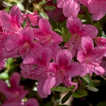 Rhododendron 'Jessica' 
