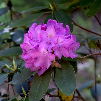 Rhododendron 'Roseum Elegans' 