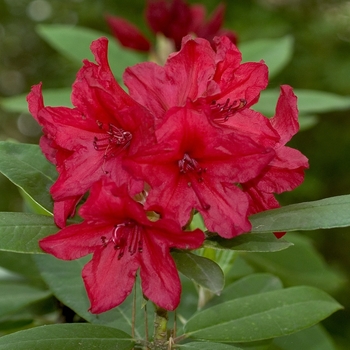 Rhododendron catawbiense 'Vulcans Flame' 