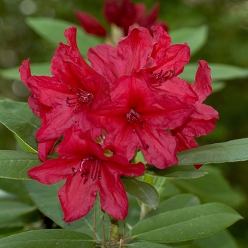 Rhododendron catawbiense 'Vulcans Flame'