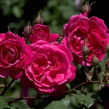 Rosa 'Alexander Mackenzie'