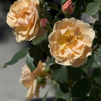 Rosa 'Alchemist'