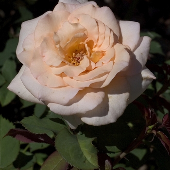 Rosa 'Apricot Nectar'