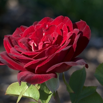 Rosa 'Black Garnet' 