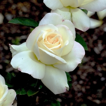 Rosa 'DICjana' 