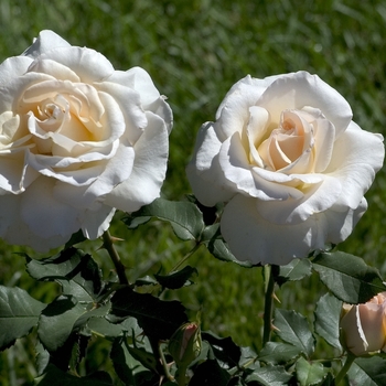 Rosa 'French Lace'