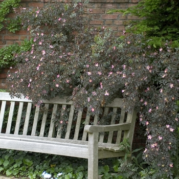 Rosa glauca (rubrifolia)