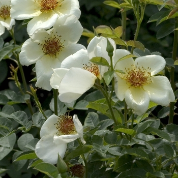 Rosa 'Golden Wings' 