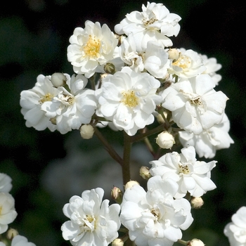 Rosa 'Gourmet Popcorn'