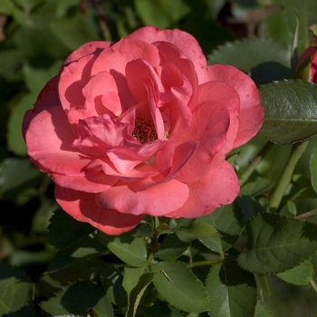 Rosa 'Grand Canyon' 