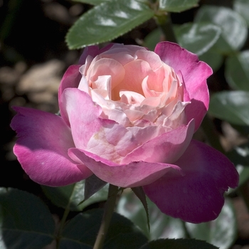 Rosa 'Iobelle' 
