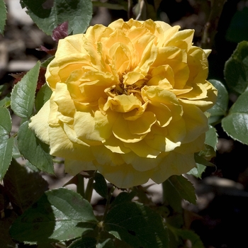 Rosa 'Jean Giono®'