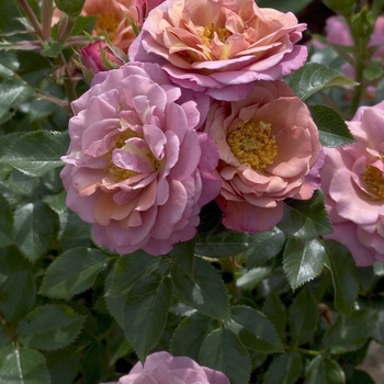 Rosa 'Katheryn Morley' 