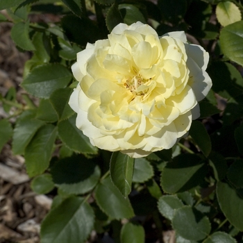 Rosa 'Meiland' 