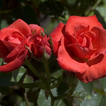 Rosa 'Orange Sensation' 