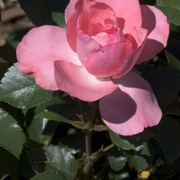 Rosa 'Meizebul' 
