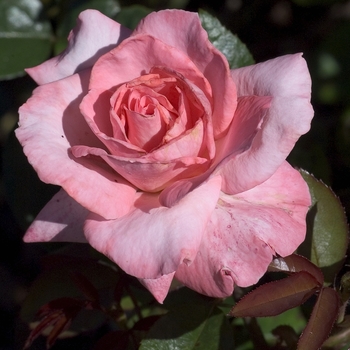 Rosa 'Paul Shirville' 