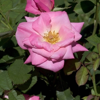 Rosa 'Pink Parfait'