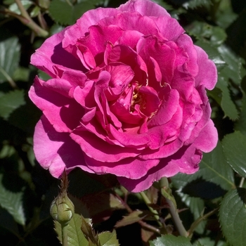 Rosa 'Princess Alexandra of Kent' 