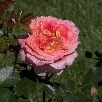 Rosa 'Pure Poetry' 