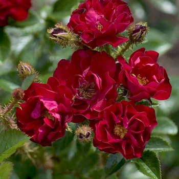 Rosa 'Scarlet Moss' 