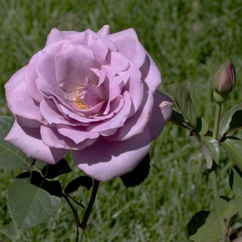 Rosa 'Silver Star' 