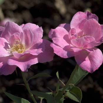 Rosa 'Pink' 