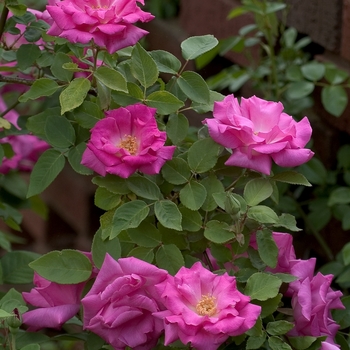 Rosa 'Zepherine Drouhin' 