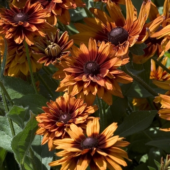 Rudbeckia hirta