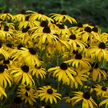 Rudbeckia missouriensis 