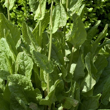 Rumex acetosa 