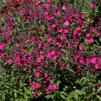 Salvia greggii