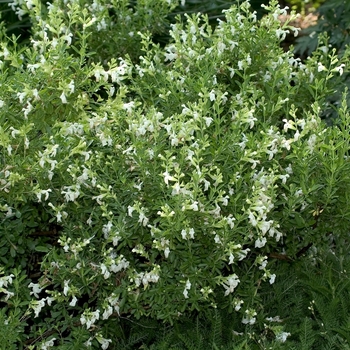 Salvia greggii 'White' 