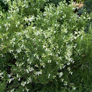 Salvia greggii 'White'