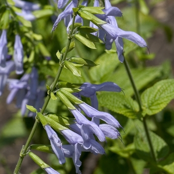 Salvia guaranitica 'Argentina Skies' 