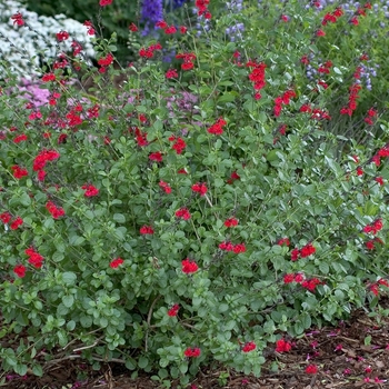 Salvia microphylla 'Red Velvet' 