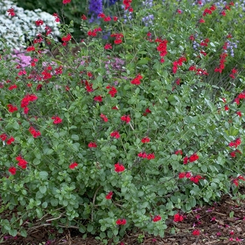 Salvia microphylla 'Red Velvet'