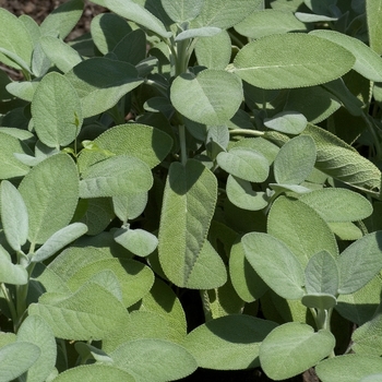 Salvia officinalis 'Berggarten' 