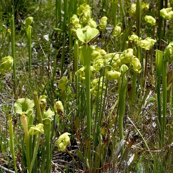 Sarracenia flava 