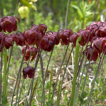 Sarracenia flava 'Burgundy'