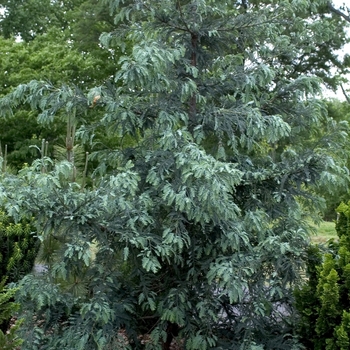 Sequoia sempervirens 'Filoli'