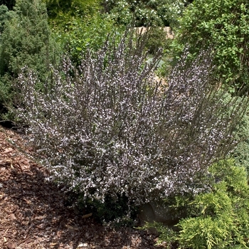 Serissa foetida 'Kyoto'